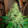 Качественные семена конопли G13 Haze feminised Ganja Seeds