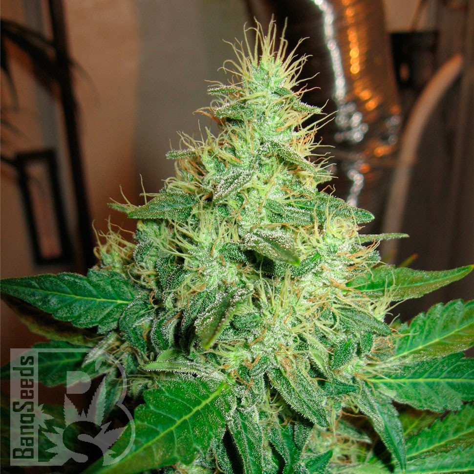 Качественные семена конопли G13 Haze feminised Ganja Seeds