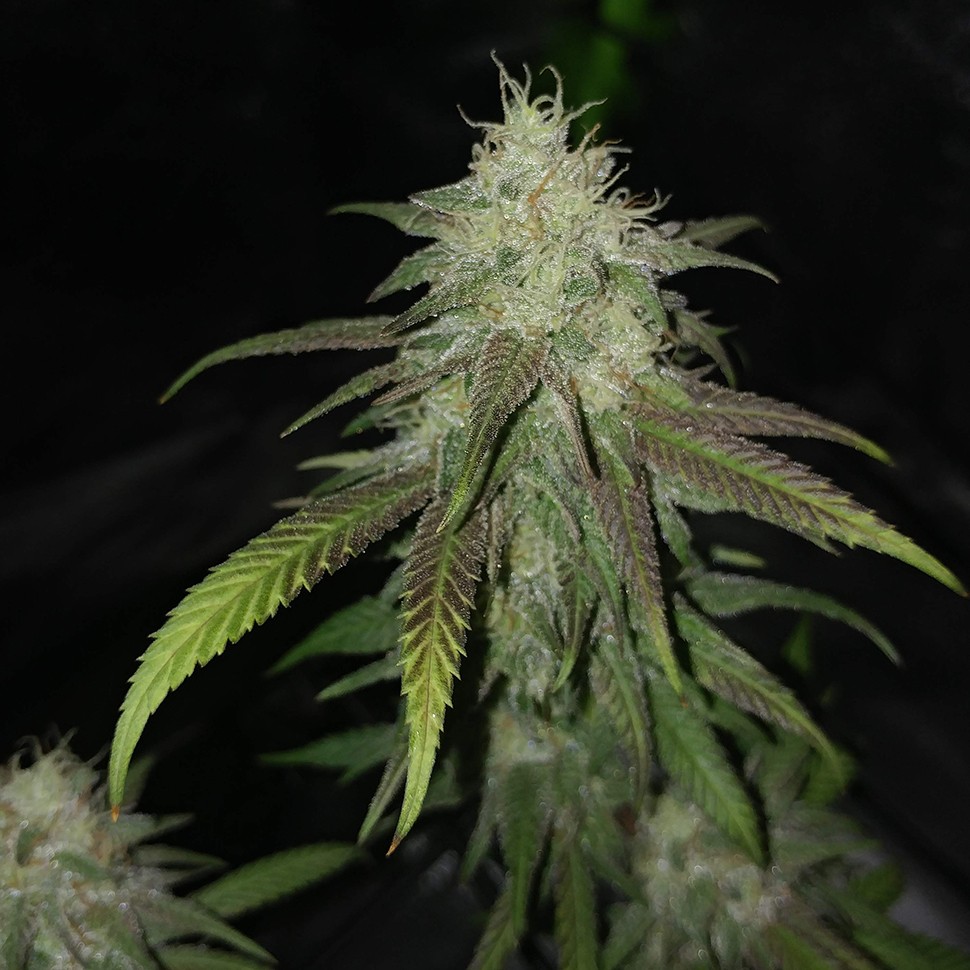 заказать на сайте семена конопли Jack Hammer feminised Victory Seeds