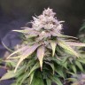 семена конопли для посадки купить Jack Hammer feminised Victory Seeds