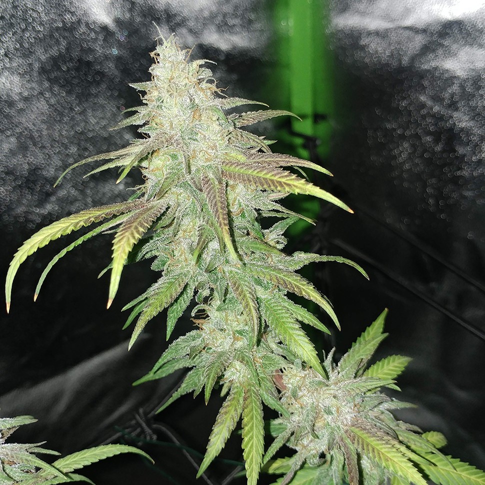 семена конопли курьером Jack Hammer feminised Victory Seeds