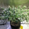 семена конопли сорта сатива Jack Hammer feminised Victory Seeds