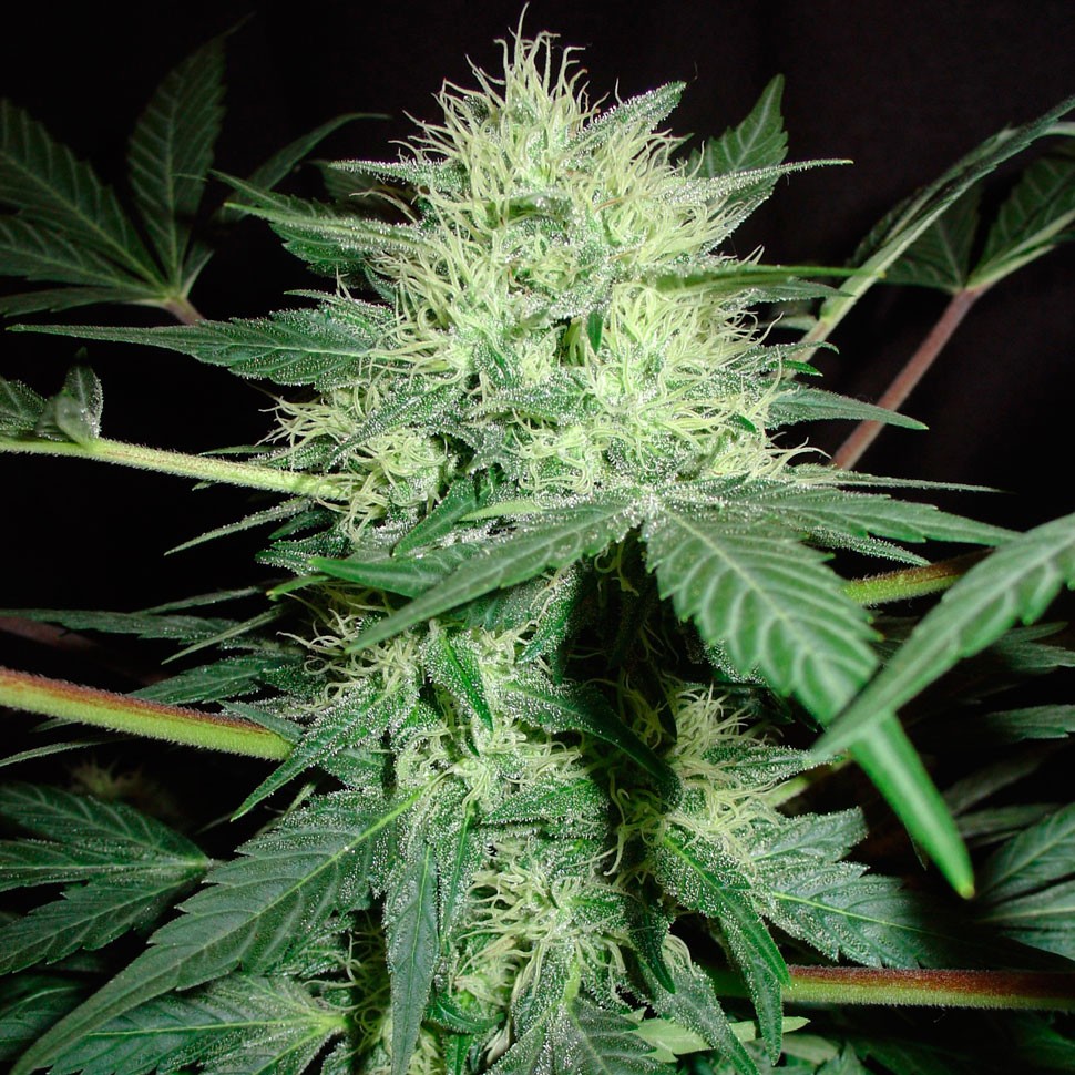 Семена конопли  Auto Northern Lights regular Ganja Seeds