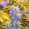 Семена конопли  Auto Northern Lights regular Ganja Seeds