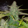 Семена конопли  Auto Northern Lights regular Ganja Seeds