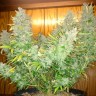 Семена конопли  Auto Northern Lights regular Ganja Seeds