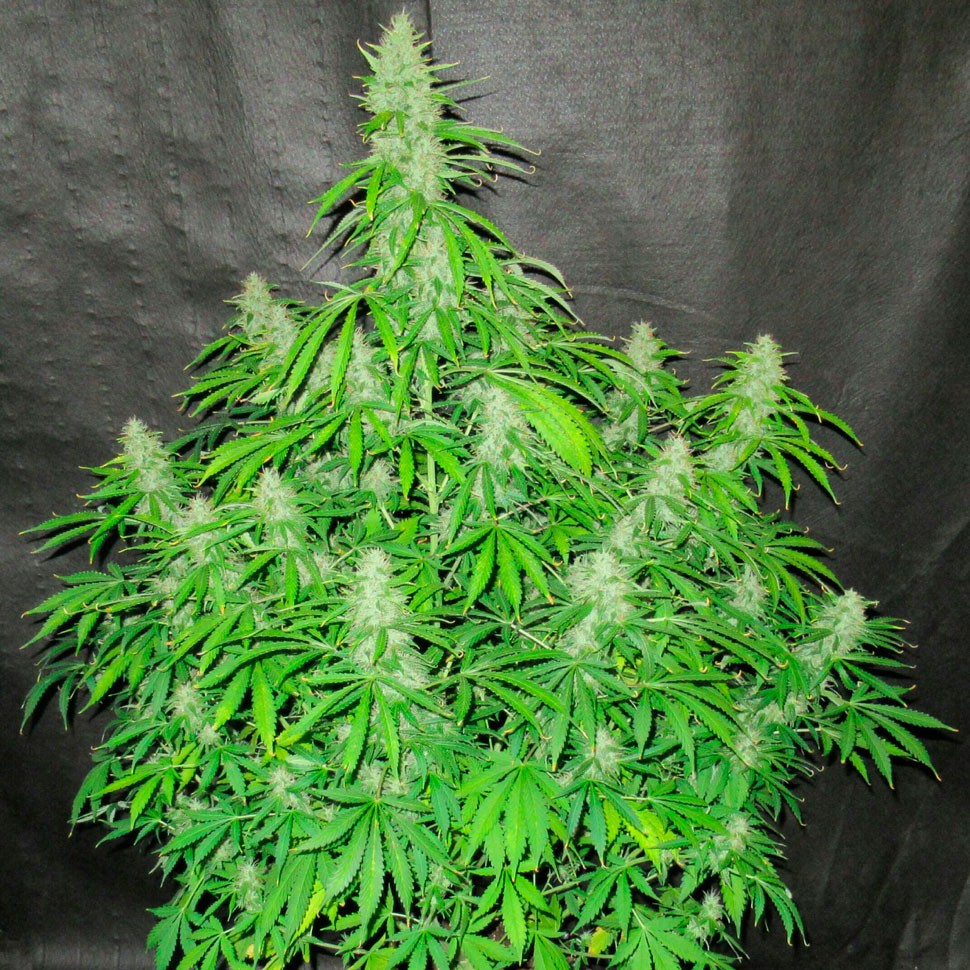 Семена конопли  Auto Northern Lights regular Ganja Seeds