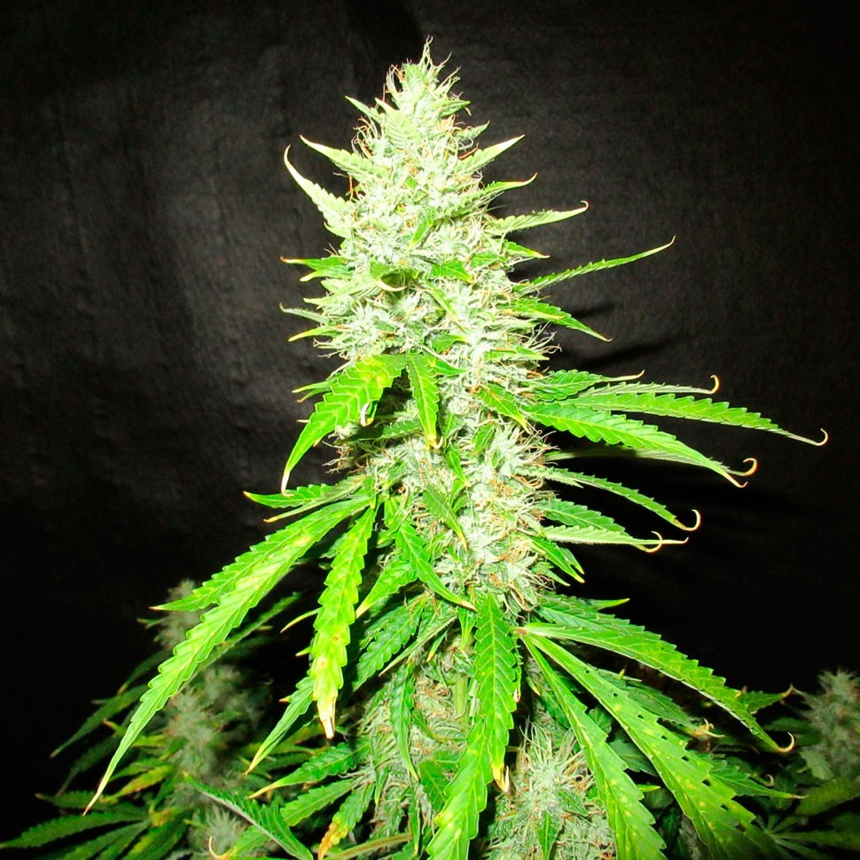 Семена конопли  Auto Northern Lights regular Ganja Seeds