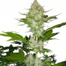 Семена  Auto Candy Kush feminised Ganja Seeds купить