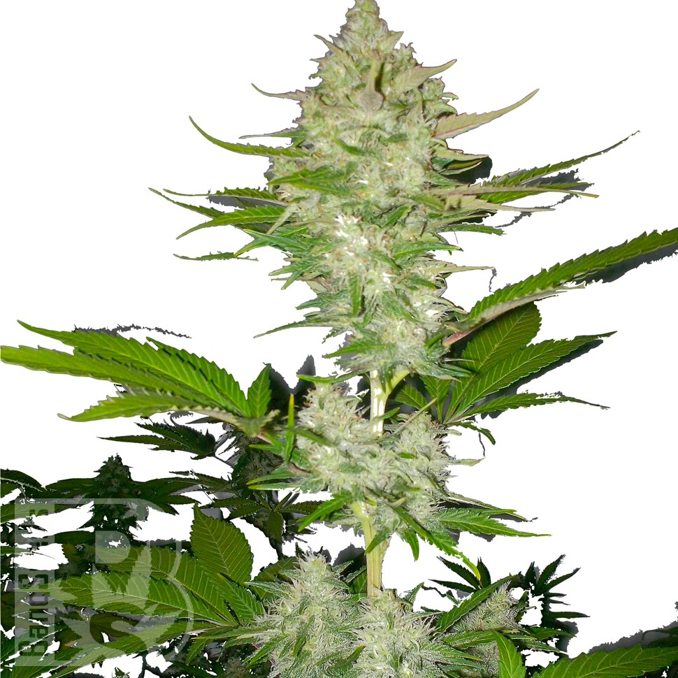 Auto Candy Kush feminised Ganja Seeds