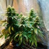 Семена  Auto Candy Kush feminised Ganja Seeds заказать