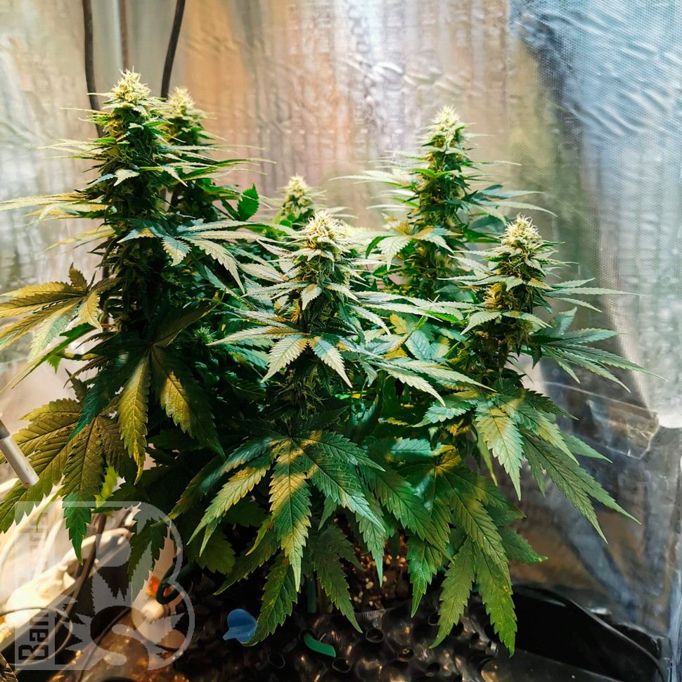 Семена  Auto Candy Kush feminised Ganja Seeds заказать