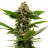 Недорогие семена  Auto Candy Kush feminised Ganja Seeds