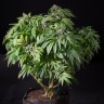 Семена ганжа  Sour Mango feminised Ganja Seeds