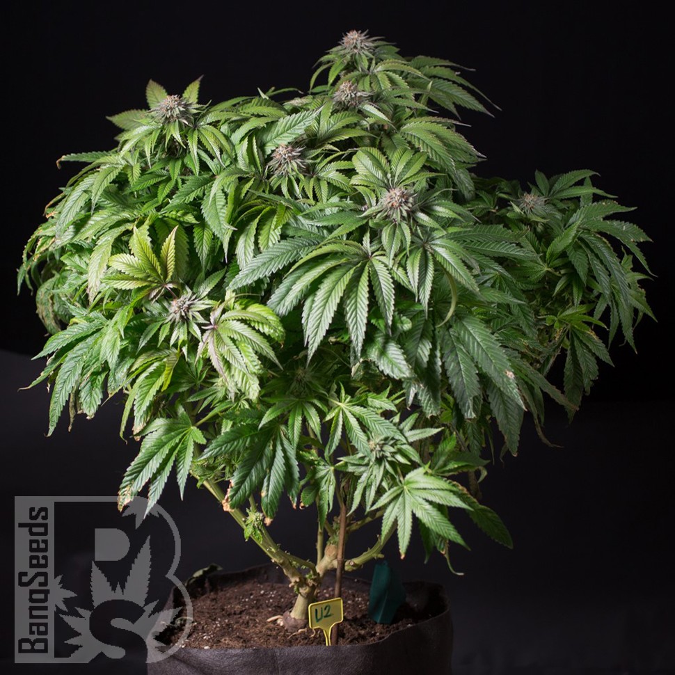 Семена ганжа  Sour Mango feminised Ganja Seeds