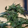 Семена ганжа  Sour Mango feminised Ganja Seeds