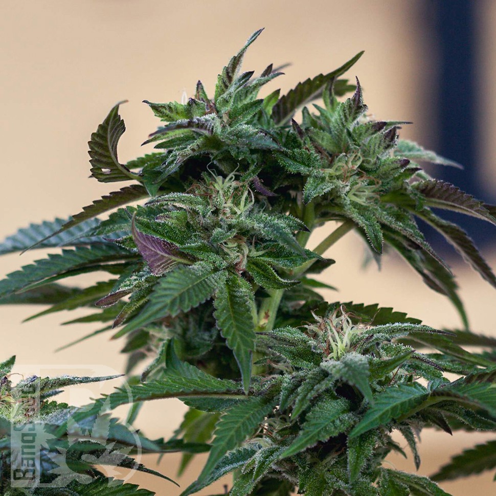 Семена ганжа  Sour Mango feminised Ganja Seeds