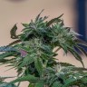 Семена ганжа  Sour Mango feminised Ganja Seeds