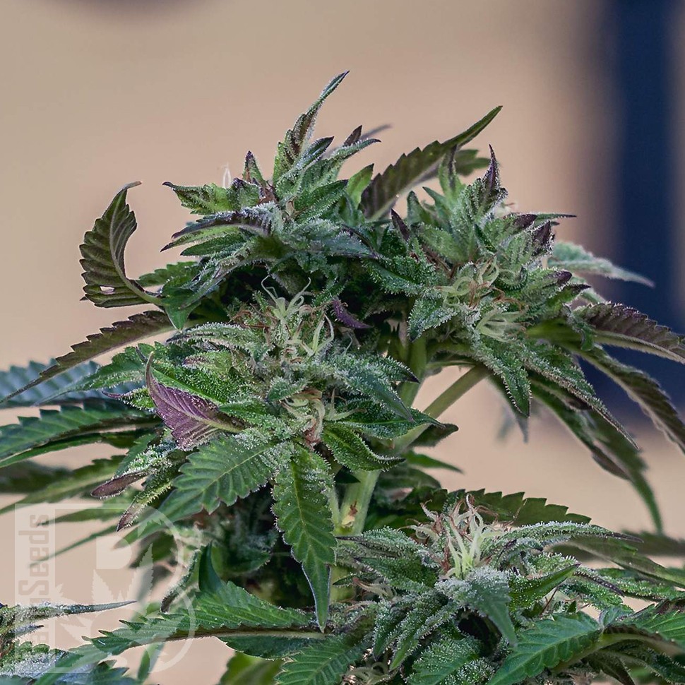 Семена ганжа  Sour Mango feminised Ganja Seeds