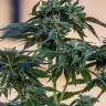 Семена ганжа  Sour Mango feminised Ganja Seeds