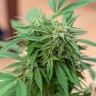 Семена ганжа  Sour Mango feminised Ganja Seeds