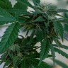 Семена ганжа  Sour Mango feminised Ganja Seeds