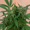 Семена ганжа  Sour Mango feminised Ganja Seeds