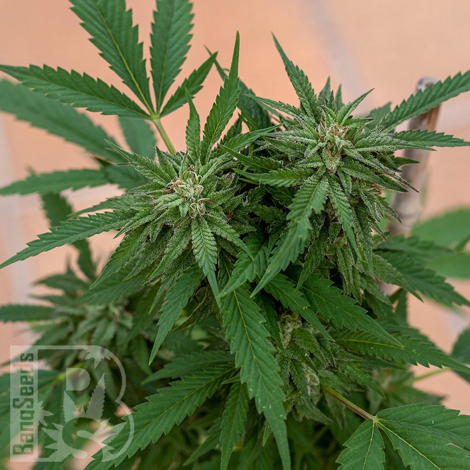 Семена ганжа  Sour Mango feminised Ganja Seeds