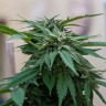 Семена ганжа  Sour Mango feminised Ganja Seeds