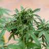 Семена ганжа  Sour Mango feminised Ganja Seeds