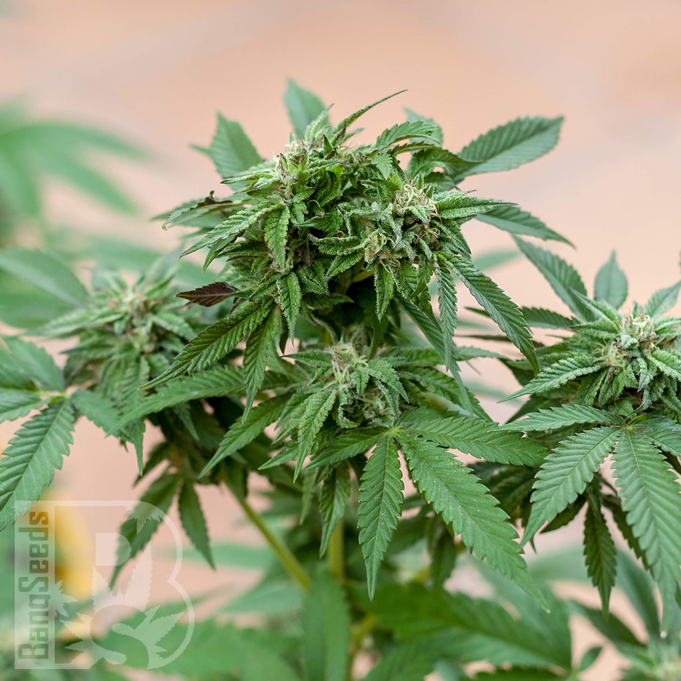 Семена ганжа  Sour Mango feminised Ganja Seeds