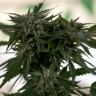 Семена ганжа  Sour Mango feminised Ganja Seeds