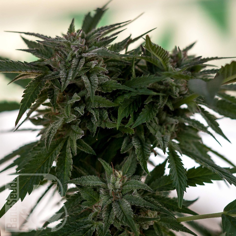 Семена ганжа  Sour Mango feminised Ganja Seeds