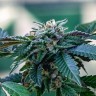 Семена ганжа  Sour Mango feminised Ganja Seeds