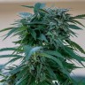 Семена ганжа  Sour Mango feminised Ganja Seeds