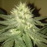 где заказать семена конопли Kings Kush reg