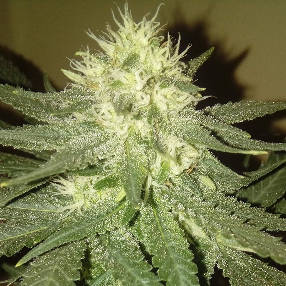 Семена ганжа  Kings Kush regular Ganja Seeds