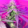 купить семена конопли дешево Kings Kush reg