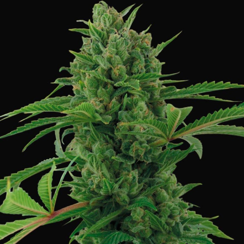 Семена ганжа  Auto Pineapple Express feminised Ganja Seeds