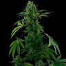 семена конопли Auto Pineapple Express feminised Ganja Seeds