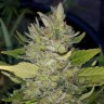 Семена каннабиса Green Poison feminised Ganja Seeds