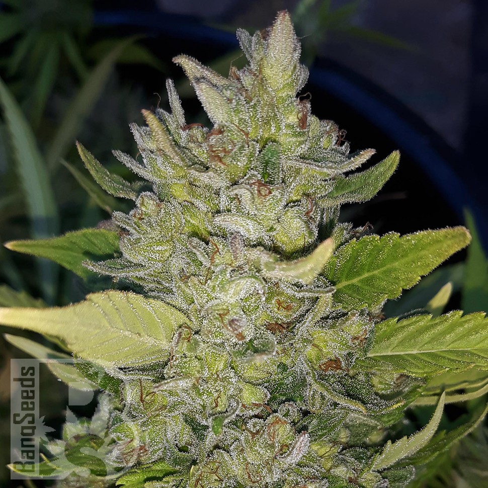 Семена каннабиса Green Poison feminised Ganja Seeds