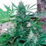 Семена марихуаны Green Poison feminised Ganja Seeds