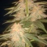 Семена Green Poison feminised Ganja Seeds