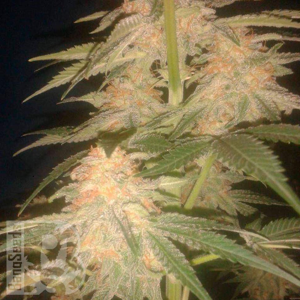 Семена Green Poison feminised Ganja Seeds