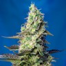 Семена конопли Green Poison feminised Ganja Seeds