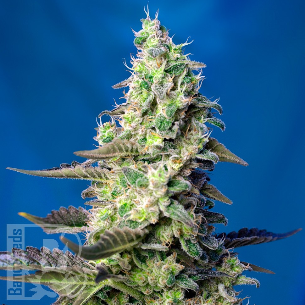 Green Poison feminised Ganja Seeds