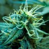 Blue Mango feminised Ganja Seeds