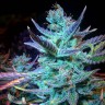 Blue Mango feminised Ganja Seeds