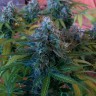 Blue Mango feminised Ganja Seeds